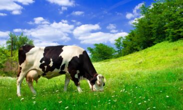 Die aktuellen Leistungen der Milchwirtschaft