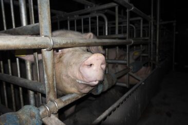 Grausame Zustände in Schweinehaltung aufgedeckt – Tierschutzbüro erstattet Strafanzeige gegen Schweinebetrieb