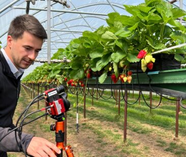 Fraunhofer entwickelt automatisierte Prozesse und digitale Lösungen für den Erdbeeranbau der Zukunft