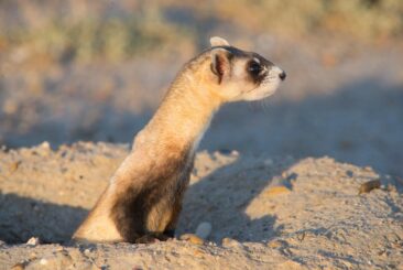 Jackery kooperiert mit dem WWF beim Wiederaufbauprogramm für Schwarzfußfrettchen