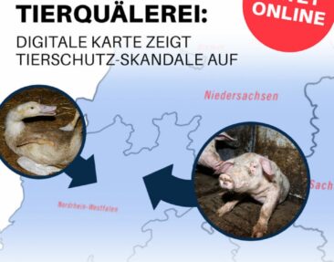 Neue Datenbank der Tierquälerei zeigt: Vor allem Brandenburg ist betroffen – 26 Skandale in den letzten Jahren