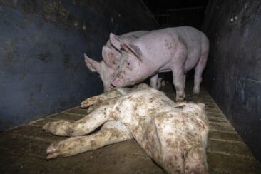 Nach Aufdeckung von Tierquälerei: Westfleisch beendet Zusammenarbeit mit Skandal-Betrieb aus Niedersachsen