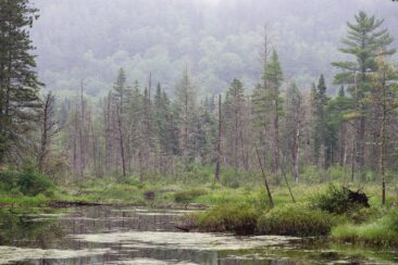 Nach Waldbränden: Brigadier kann Lithiumexploration in James Bay wieder aufnehmen
