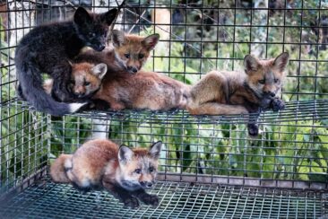 Tierrechtorganisation schlägt Alarm: junge Marderhunde und Füchse leiden auf polnischen Pelzfarmen