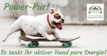 Power-Pur! So tankt Ihr aktiver Hund pure Energie!