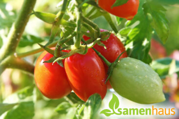 Tomaten im Garten – bewährte Sorten sind der Renner