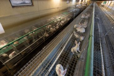 Deutsches Tierschutzbüro gewinnt gegen größten Kaninchenzüchter Deutschlands, Dr. Zimmermann GbR, vor Gericht