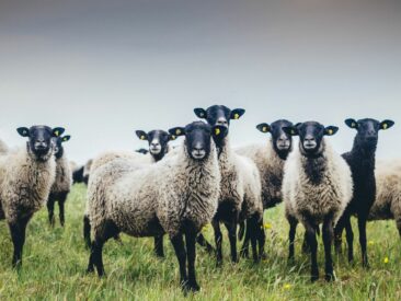 Ganz schön Schaf: Calling Sheep