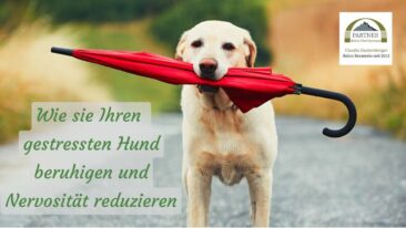 Neu im Blog: Wie Sie Ihren gestressten Hund beruhigen und Nervosität reduzieren