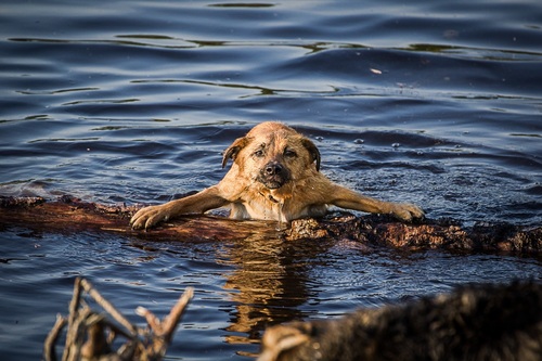 Mit der Hitze kommen Gefahren für Haustiere