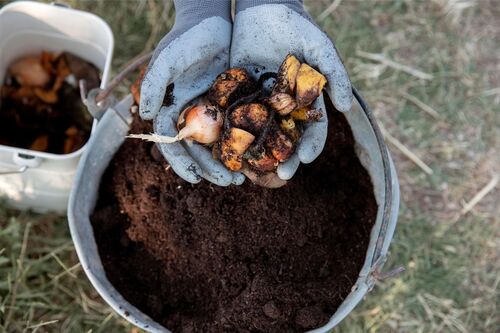 Norbert Seeger über vegane Düngemethoden im Hobbygarten: Pflanzliche Alternativen und deren Wirkung