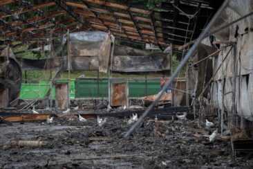 100 Hühner nach Stallbrand sich selbst überlassen – ANINOVA erhebt Vorwürfe gegen Veterinäramt Heidekreis