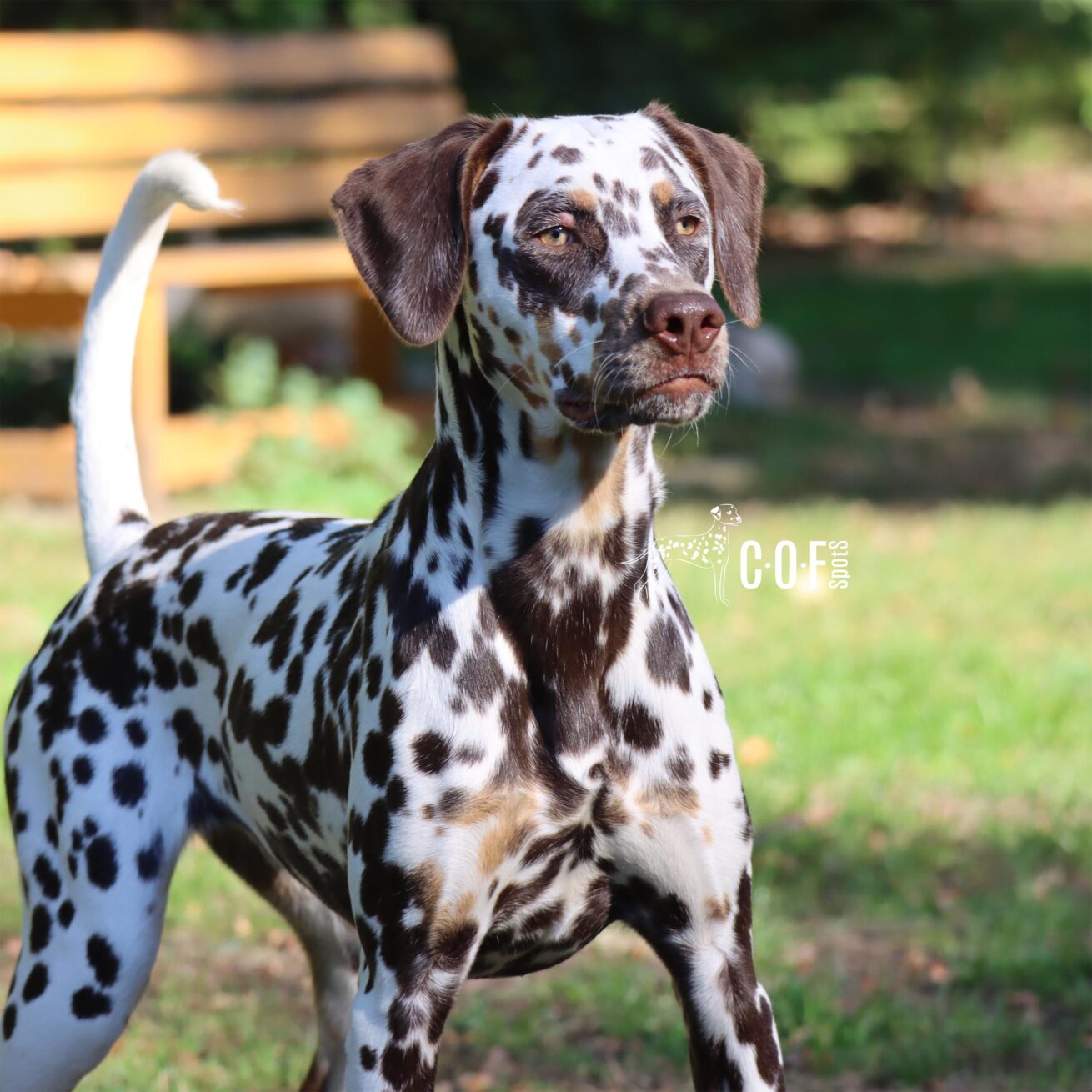 Bahnbrechender Meilenstein in der Dalmatinerzucht