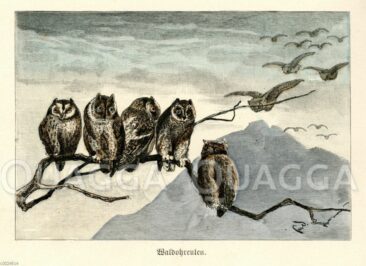 Greifvögel: Exklusive Sammlung historischer Illustrationen bei Quagga Illustrations