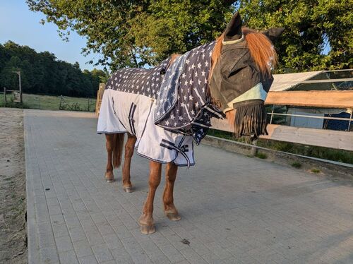 : Insektenschwärme quälen Pferde und Ponys auf dem Gnadenhof