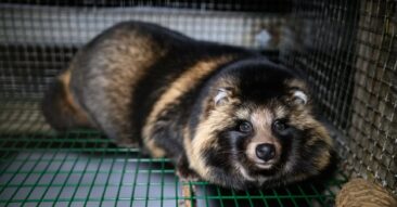 Pelzverbot in greifbarer Nähe: EU-Behörde bestätigt systematische Tierquälerei