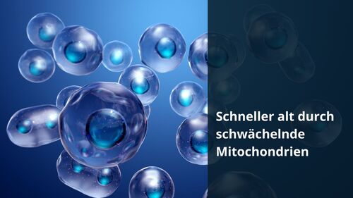 Schneller alt durch schwächelnde Mitochondrien