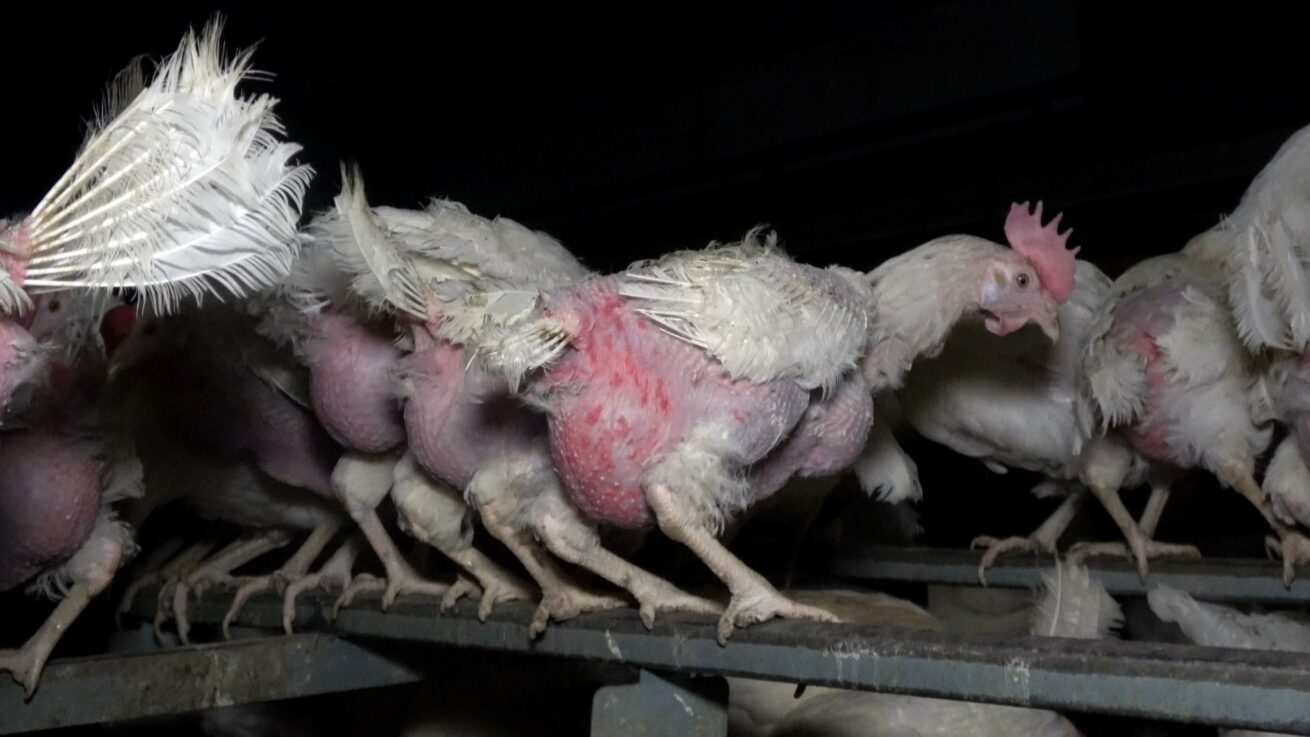 Tierquälerei und illegale Stromzäune im Hühnerbetrieb “Zeeb” in Reutlingen aufgedeckt – Eier landen bei EDEKA