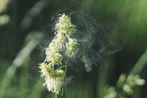 Für Allergiker: Der Aktuelle Pollenflug für jeden Ort