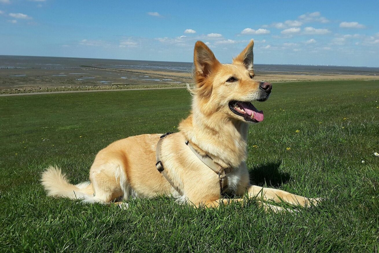 Hund ohne Leine führen trotz Jagdverhalten – geht das überhaupt?