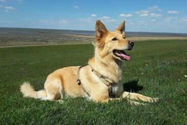 Hund ohne Leine führen trotz Jagdverhalten – geht das überhaupt?