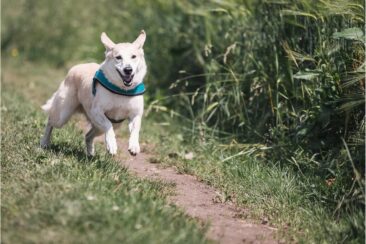 Hund richtig auslasten: Der Mythos Auslastung – warum weniger oft mehr ist