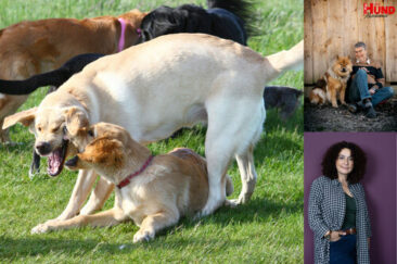Live-Seminar “Hunde fair beobachten lernen”