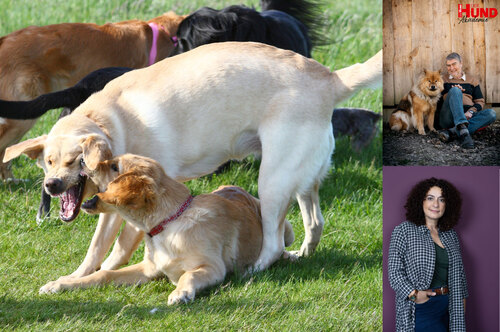 Live-Seminar “Hunde fair beobachten lernen”