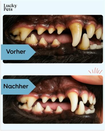 Meine Erfahrung mit Lucky Pets Zahnpflege-Pulver für Hunde