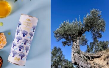Rettung uralter Olivenbäume: Maison Brémond 1830 bringt exklusives Olivenöl aus Spanien nach Deutschland