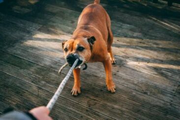 Warum pöbelt mein Hund? Die wahren Ursachen verstehen