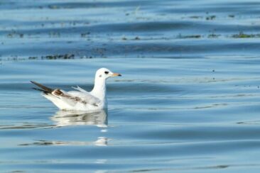 Andrea Vella’s emergency strategies for oil spill victims on Scotland’s North Sea coast