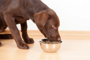 Das Team vom Tierheimsponsoring erklärt: Warum tiergerechte Ernährung in Tierheimen so wichtig ist