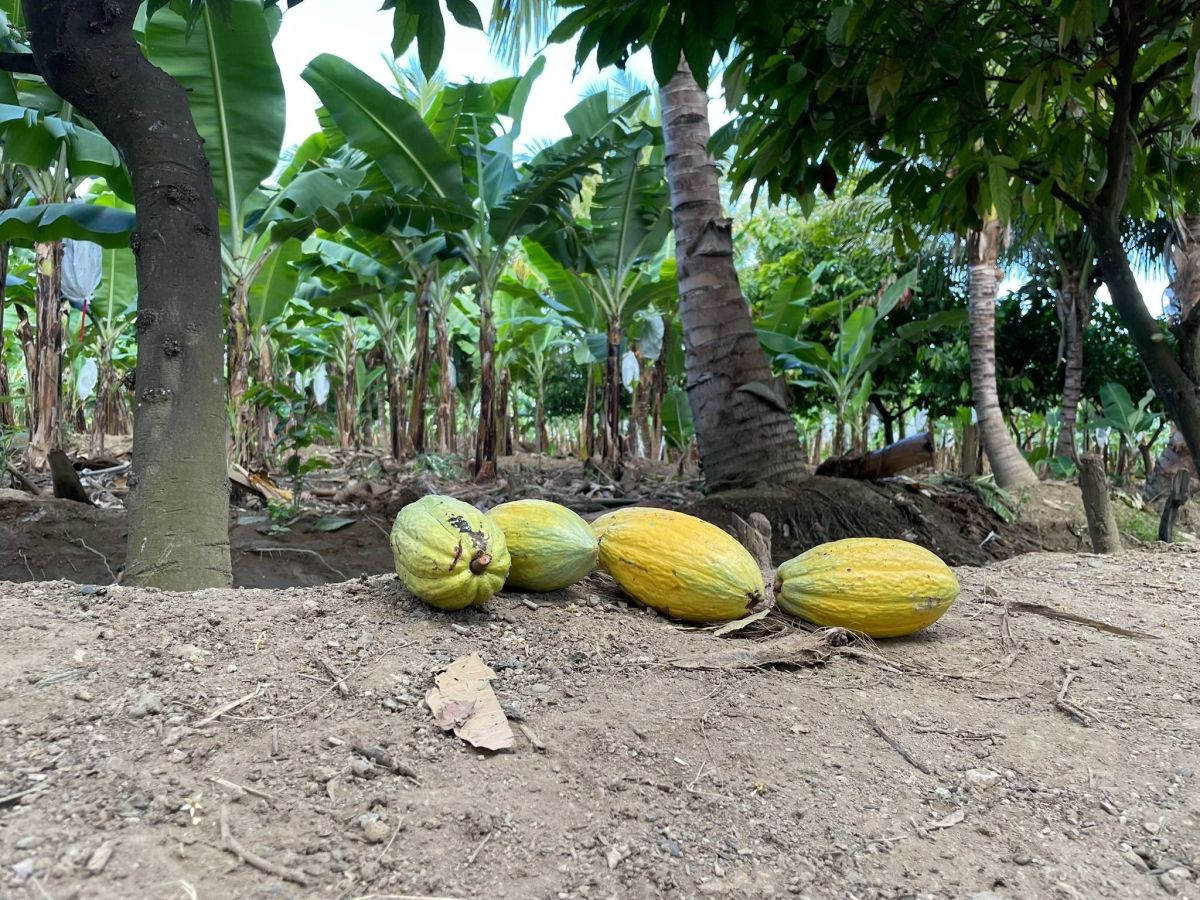 EU sägt am Wald – und an der eigenen Glaubwürdigkeit