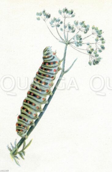 Historische Raupen-Illustrationen im Fokus: Bildagentur macht auf bedrohte Schmetterlingsarten aufmerksam