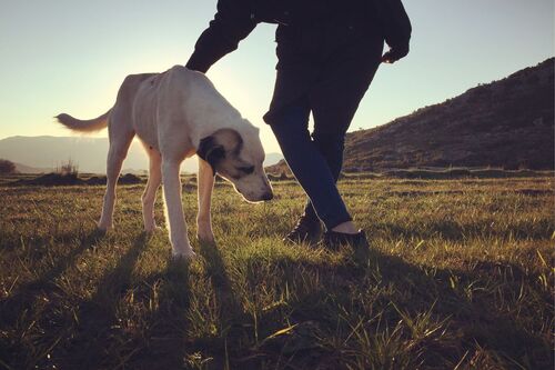 Hund liest Mensch: Was Dein Hund über Dich weiß – und was das mit Führung zu tun hat