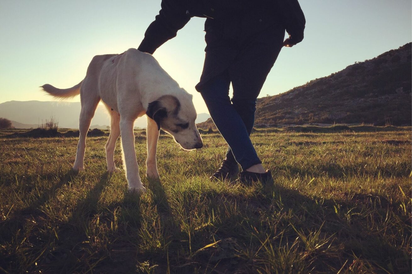 Hund liest Mensch: Was Dein Hund über Dich weiß – und was das mit Führung zu tun hat