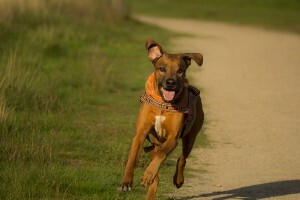 Hunde sind die idealen Sportpartner