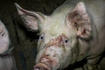 Kreis Steinfurt: Fast jede 2. Schweine-Kontrolle mit Missständen – ANINOVA fordert Konsequenzen