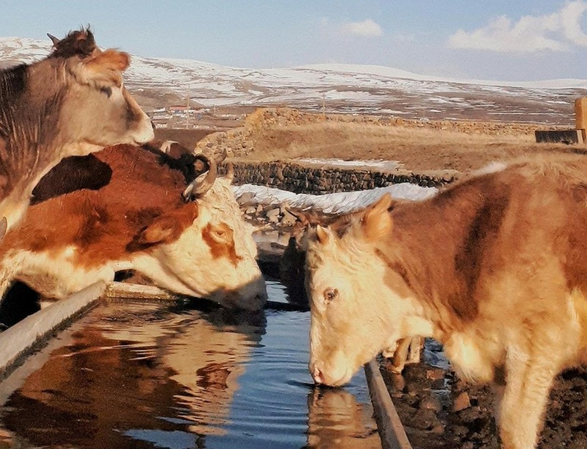 ProQWasser: Künstliche Intelligenz schützt Tränkwasser in der Landwirtschaft