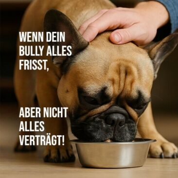 Trockenbarf gegen Futterallergie: Gesundes Hundefutter