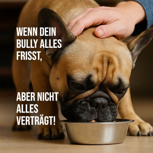 Trockenbarf gegen Futterallergie: Gesundes Hundefutter