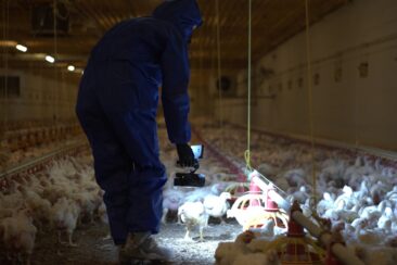 ANINOVA enthüllt: Millionen Hühner leiden für KFC in Brandenburg – aktuelle Bilder belegen Tierquälerei