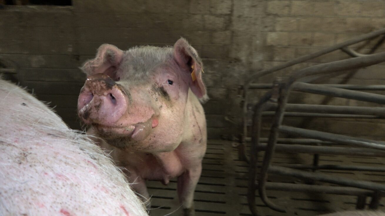 Funktionär eines Bauernverbands aus Rheinland-Pfalz wegen katastrophaler Zustände in Schweinezucht in Kritik