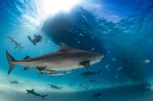 Globale Eskalationen: Wenn Unternehmen die Risiken unterschätzen