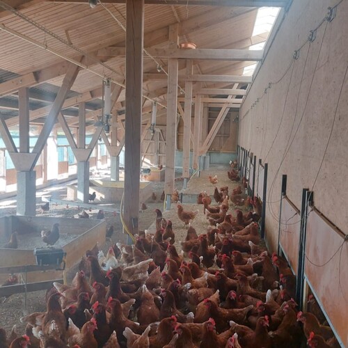 Innovatives Frequenzsystem im Kampf gegen Vogelgrippe