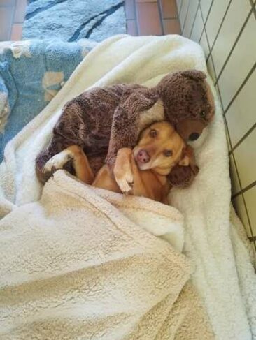 Tiere gewöhnen sich trotz Mini-Jetlag schnell an die Winterzeit