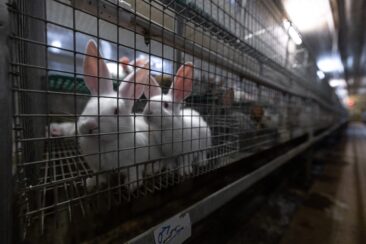Tierquälerei mit System: Kaninchen aus größter Zucht Deutschlands im “Asamhof” missbraucht-Ermittlungen laufen
