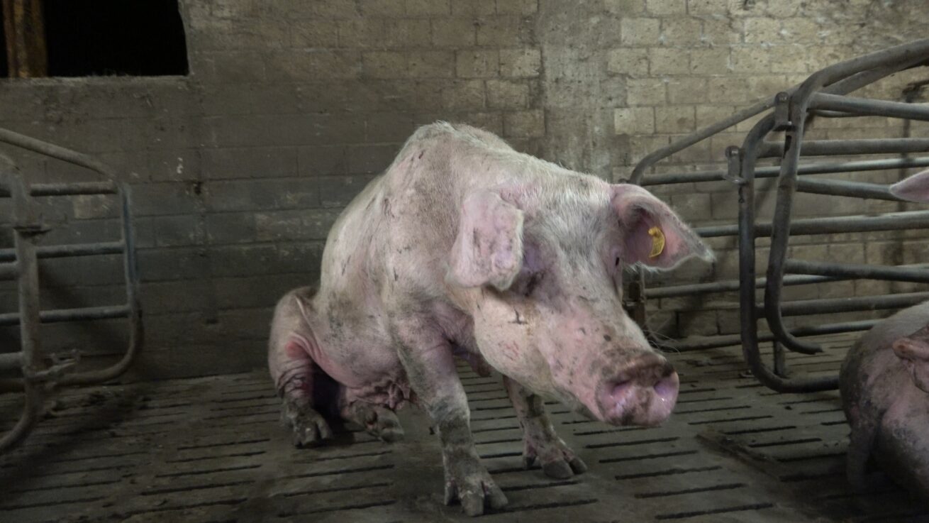 Verwahrloste Schweinezucht: ANINOVA deckt katastrophale Zustände im Märkischen Kreis auf