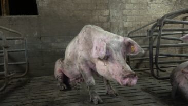 Verwahrloste Schweinezucht: ANINOVA deckt katastrophale Zustände im Märkischen Kreis auf